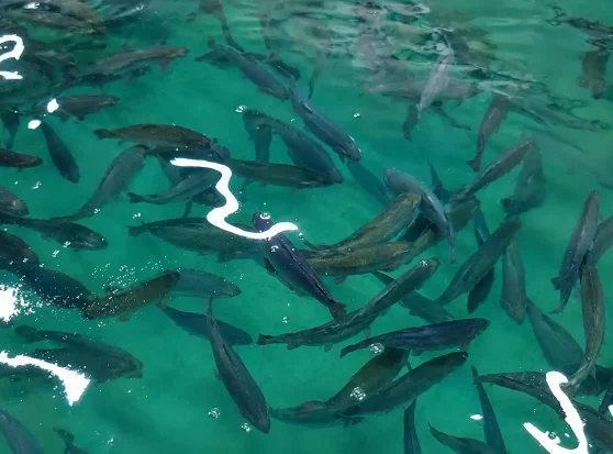 aquakultur_fischzucht_westsee_engineering